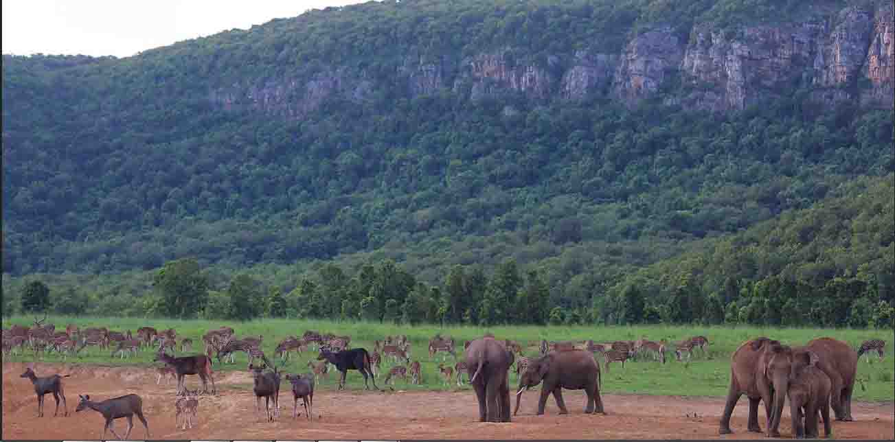 Debasthali the Amazing zoo of Similipal