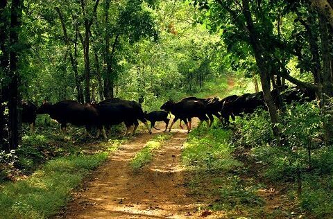 A Herd of Bison crossing road at UBK