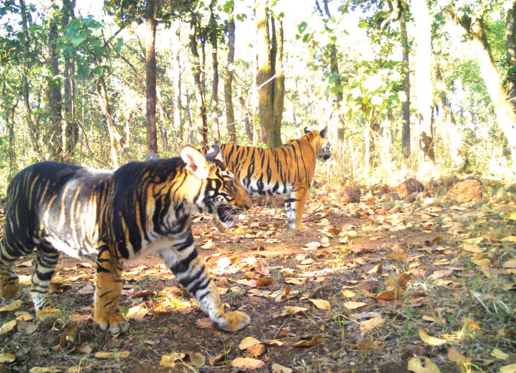 wonder of similipal BLACK RBT at Deba Sthali