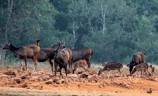 Sambar in UBK